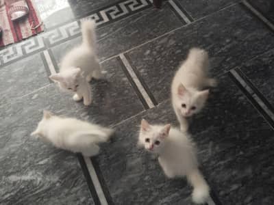 Persian kittens triple coted
