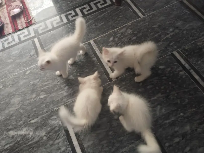 Persian kittens triple coted — photo 2
