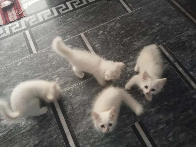 Persian kittens triple coted — photo 3