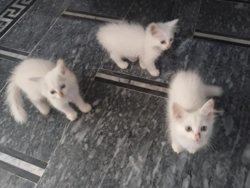 Persian kittens triple coted — photo 4