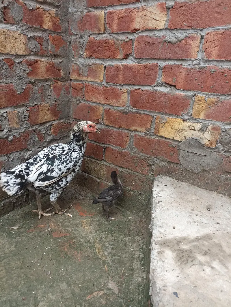 25din Ka choza bi sath hai khobsoorat and active healthy — photo 4