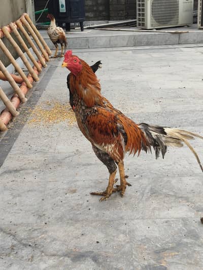 aseel mianwali thai all stock for sale