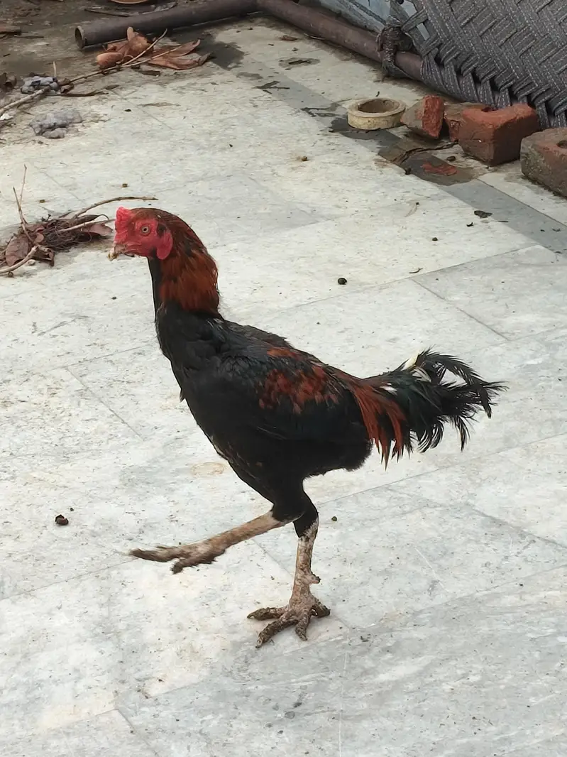 aseel mianwali thai all stock for sale — photo 4