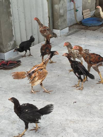 aseel mianwali thai all stock for sale