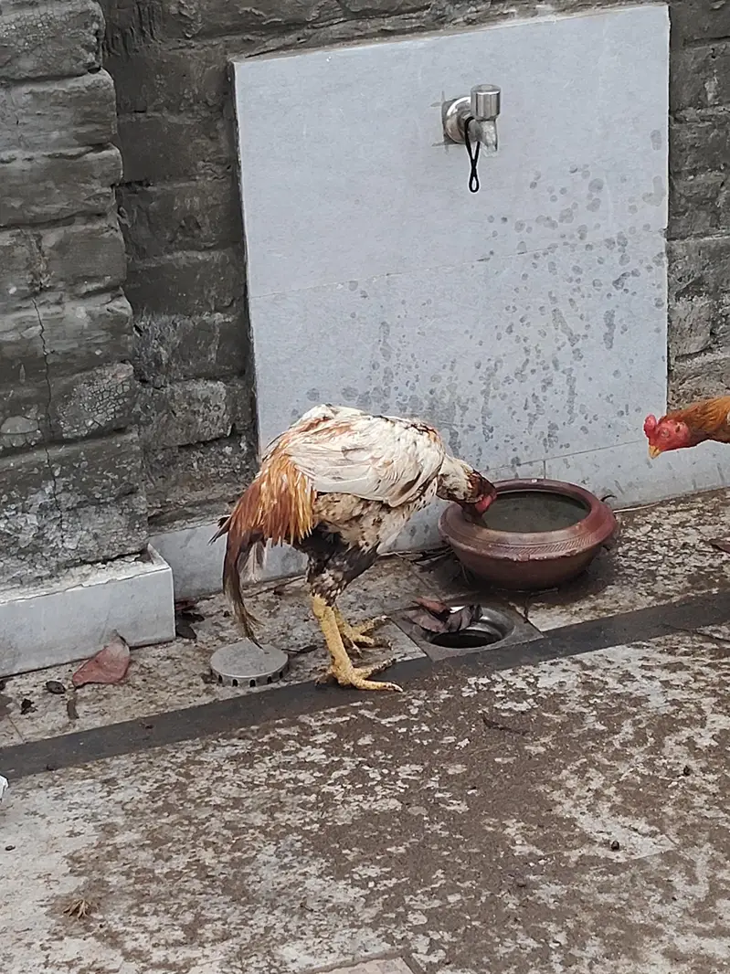 aseel mianwali thai all stock for sale — photo 8
