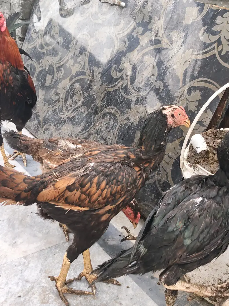 aseel mianwali thai all stock for sale — photo 10