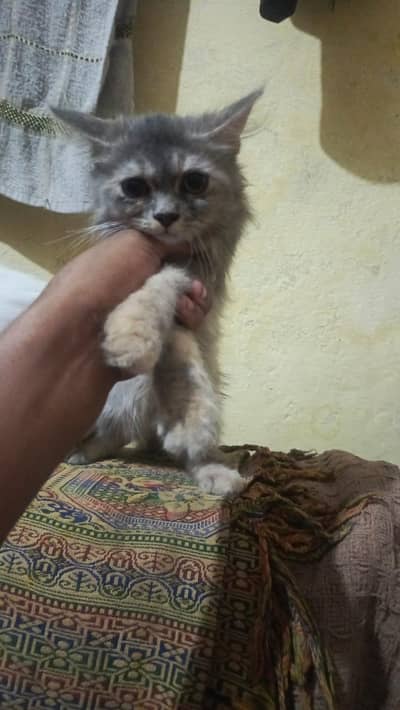 long cot baby all ok and haldi kitten