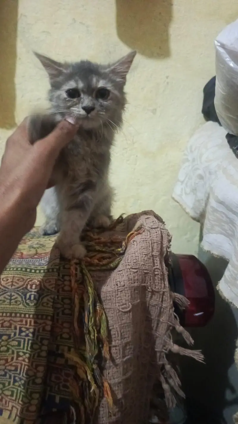 long cot baby all ok and haldi kitten — photo 2