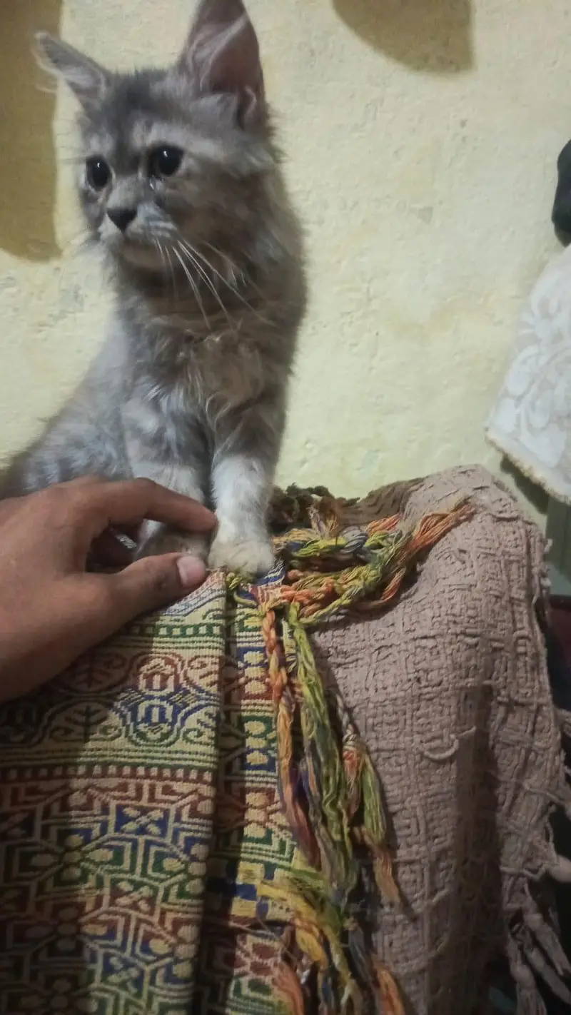 long cot baby all ok and haldi kitten — photo 3