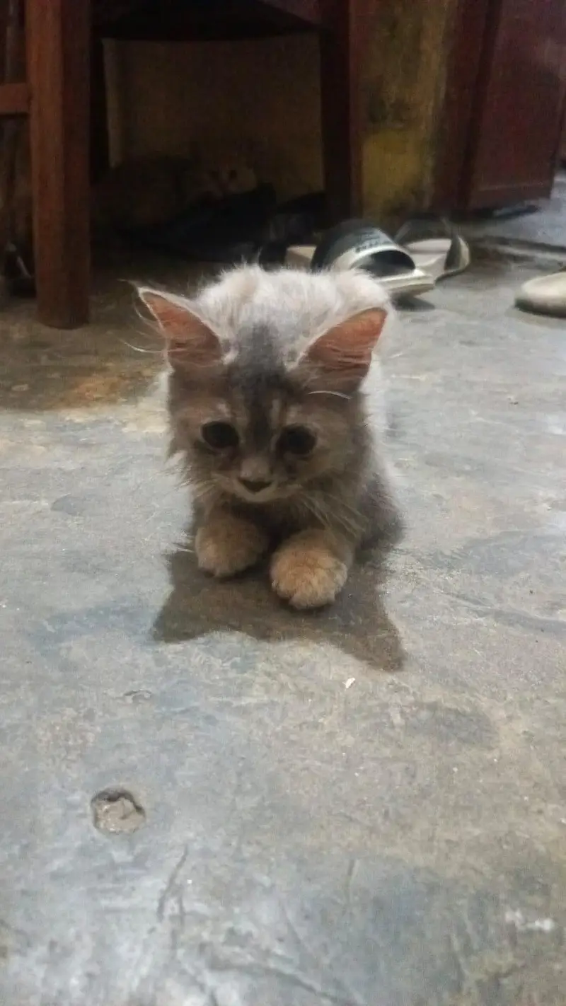 long cot baby all ok and haldi kitten — photo 4