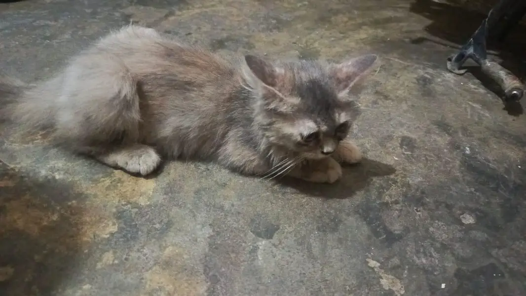 long cot baby all ok and haldi kitten — photo 5