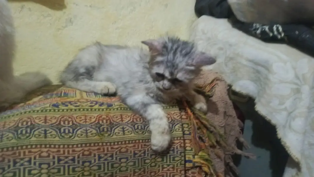 long cot baby all ok and haldi kitten — photo 6
