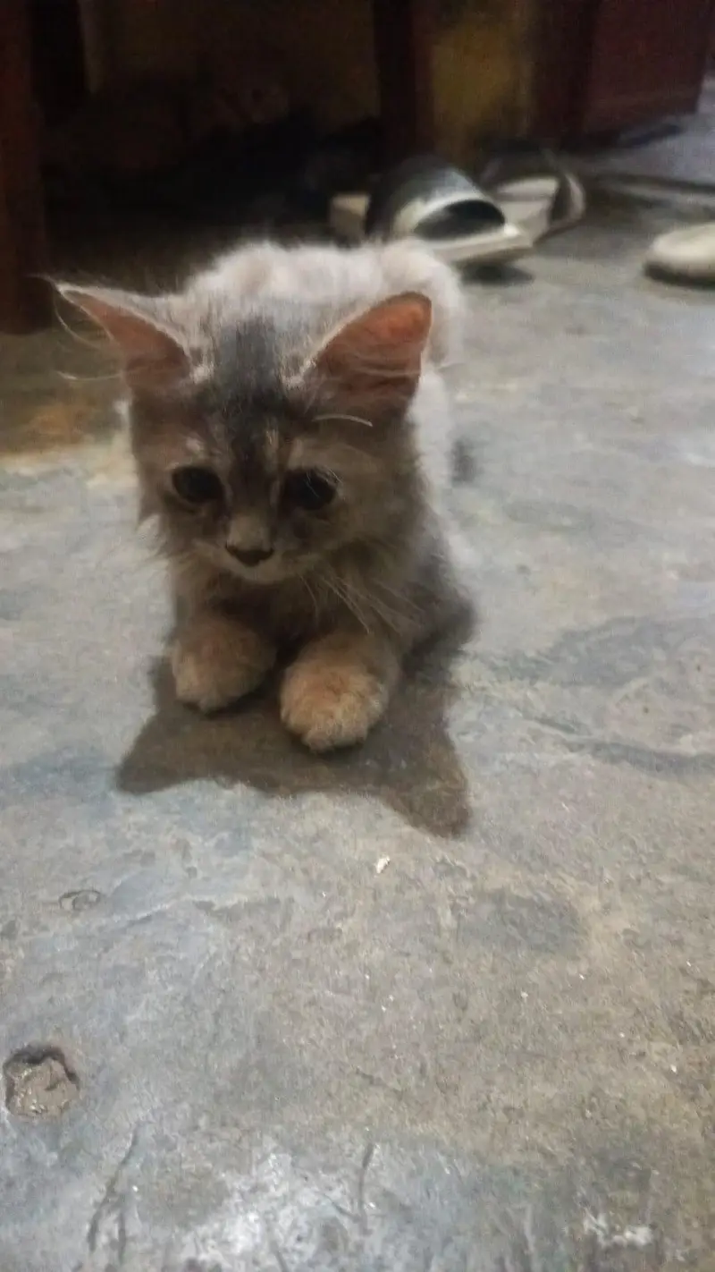 long cot baby all ok and haldi kitten — photo 7