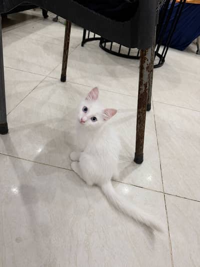 Doll Face Persian Kitten
