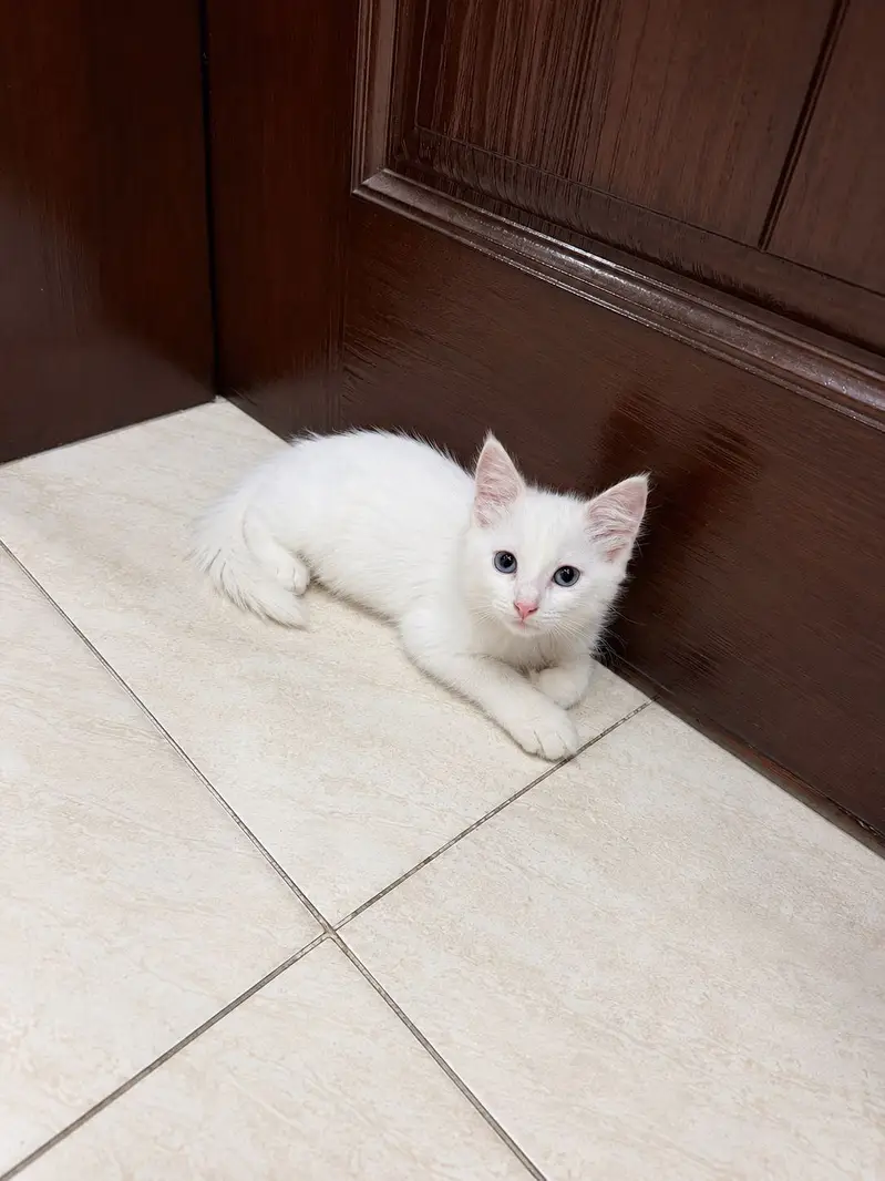 Doll Face Persian Kitten — photo 2