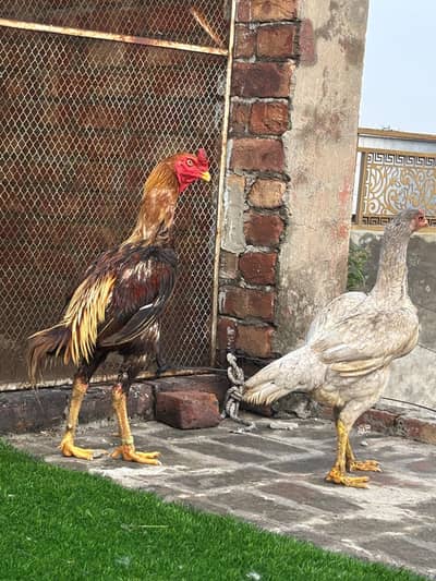 shamo and Thai cross murga