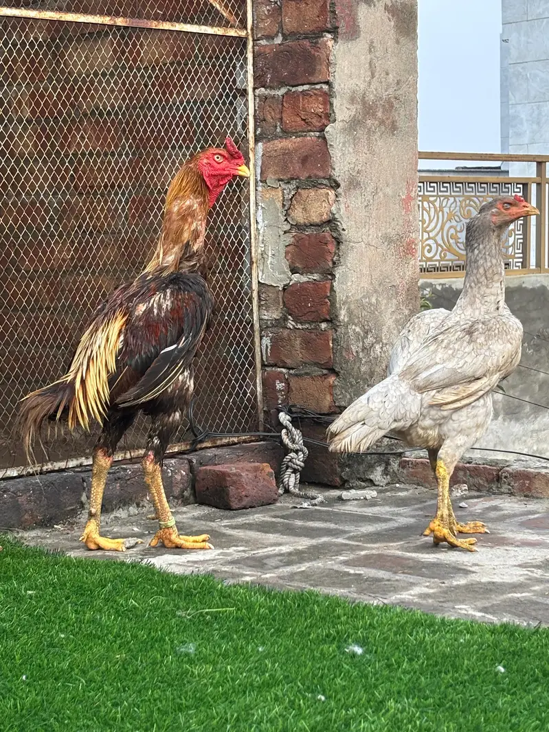 shamo and Thai cross murga — photo 2