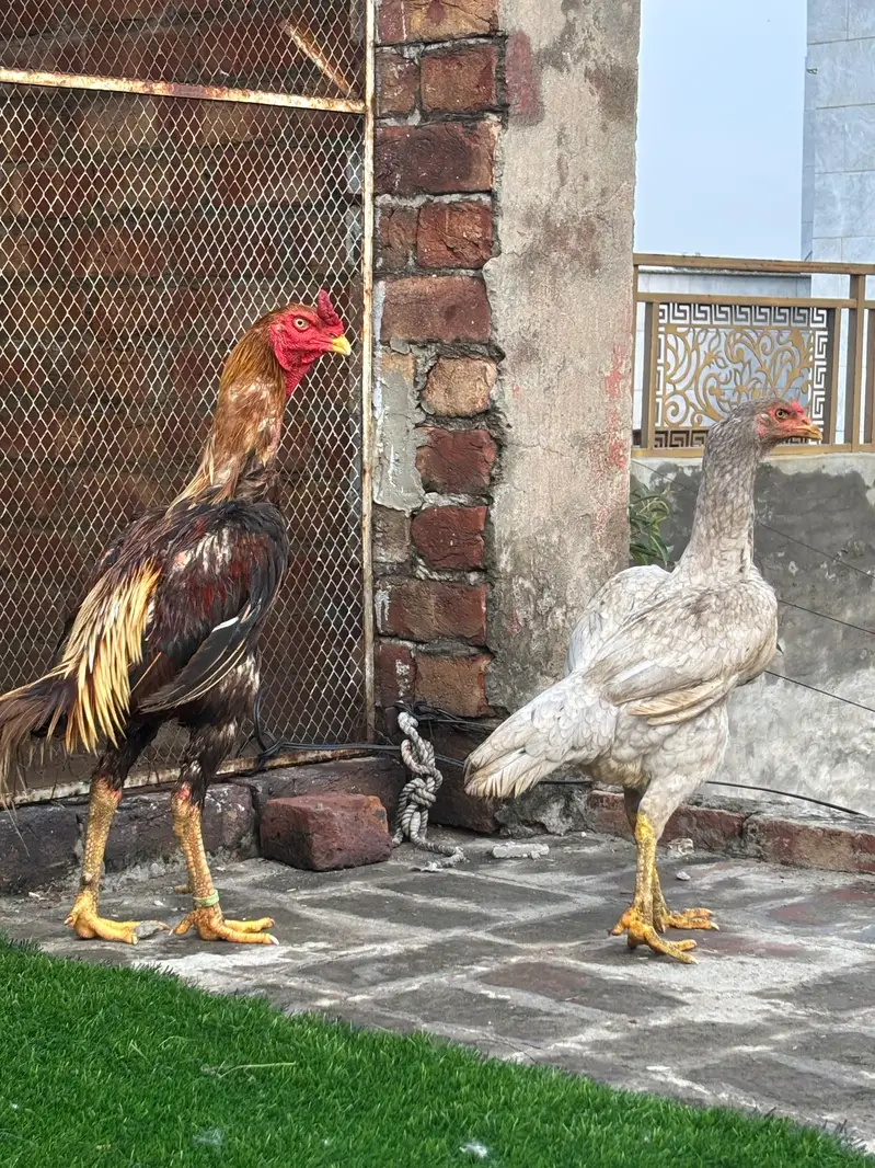 shamo and Thai cross murga — photo 4