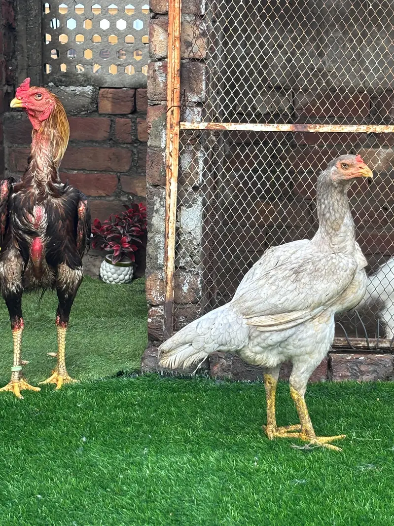 shamo and Thai cross murga — photo 6