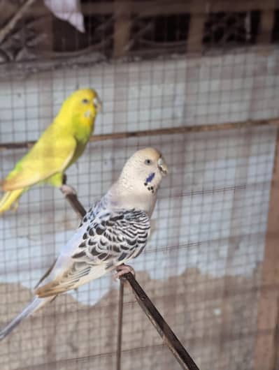 AoA I'm selling Australian bird sale only one pair
