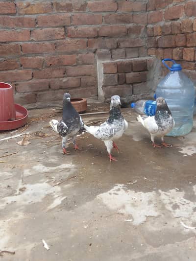 3 females for sale  whatsapp [0344***82***61***381]