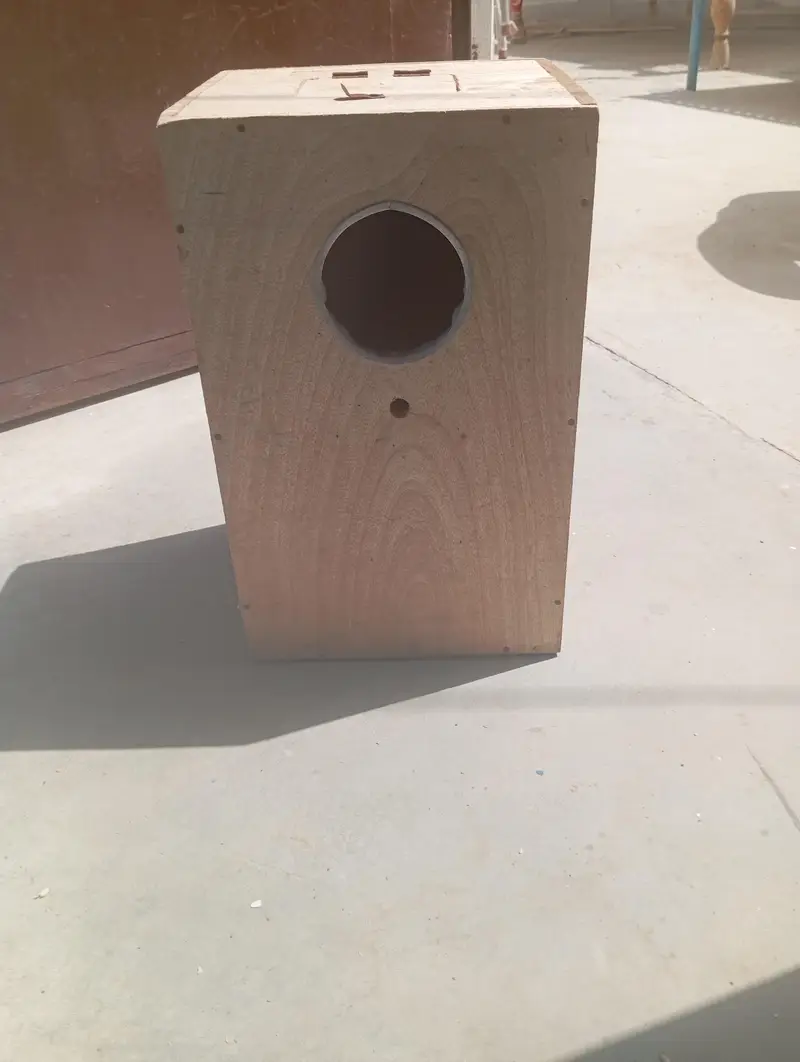 pahari cage for sale h 03294952195 is number per rabta kary — photo 3