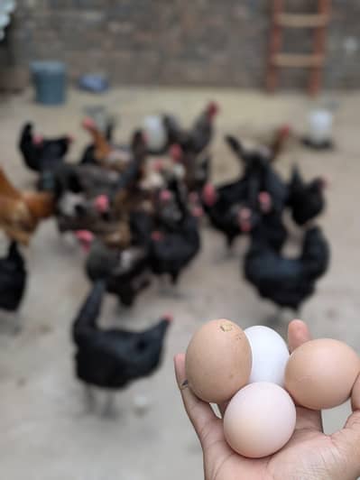 Desi Eggs (03444608899)
