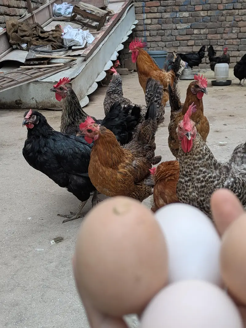 Desi Eggs (03444608899) — photo 2