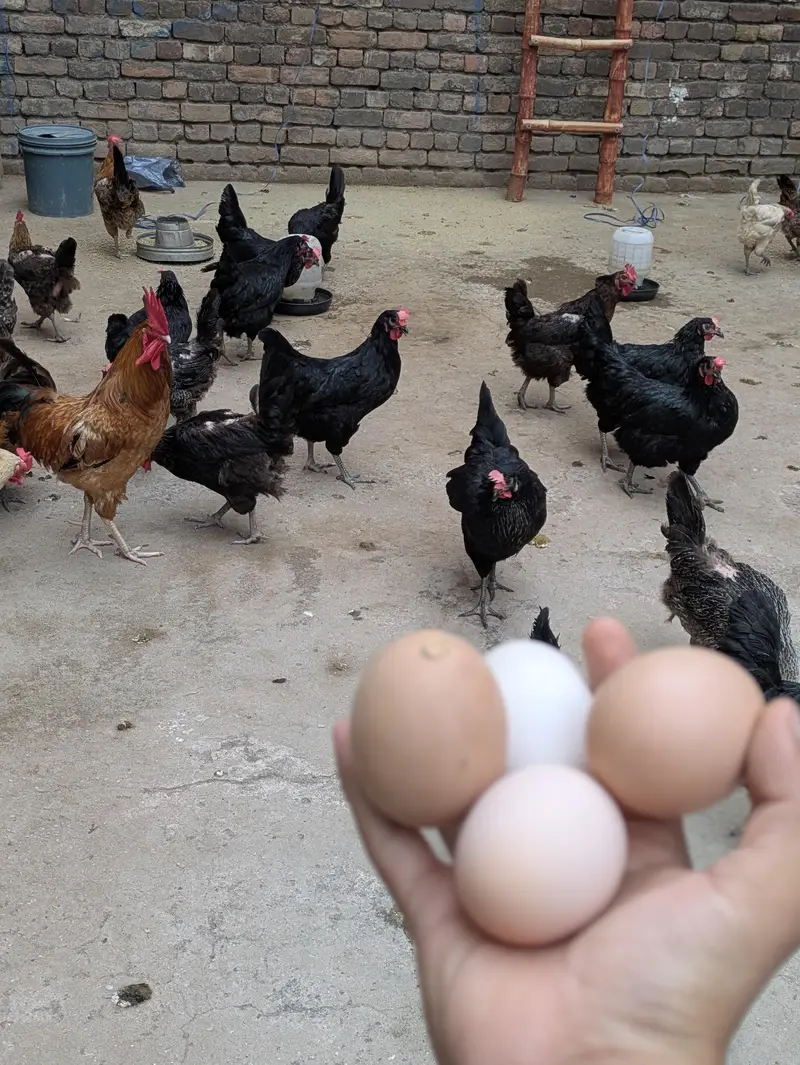 Desi Eggs (03444608899) — photo 3