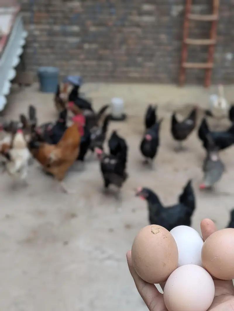 Desi Eggs (03444608899) — photo 4