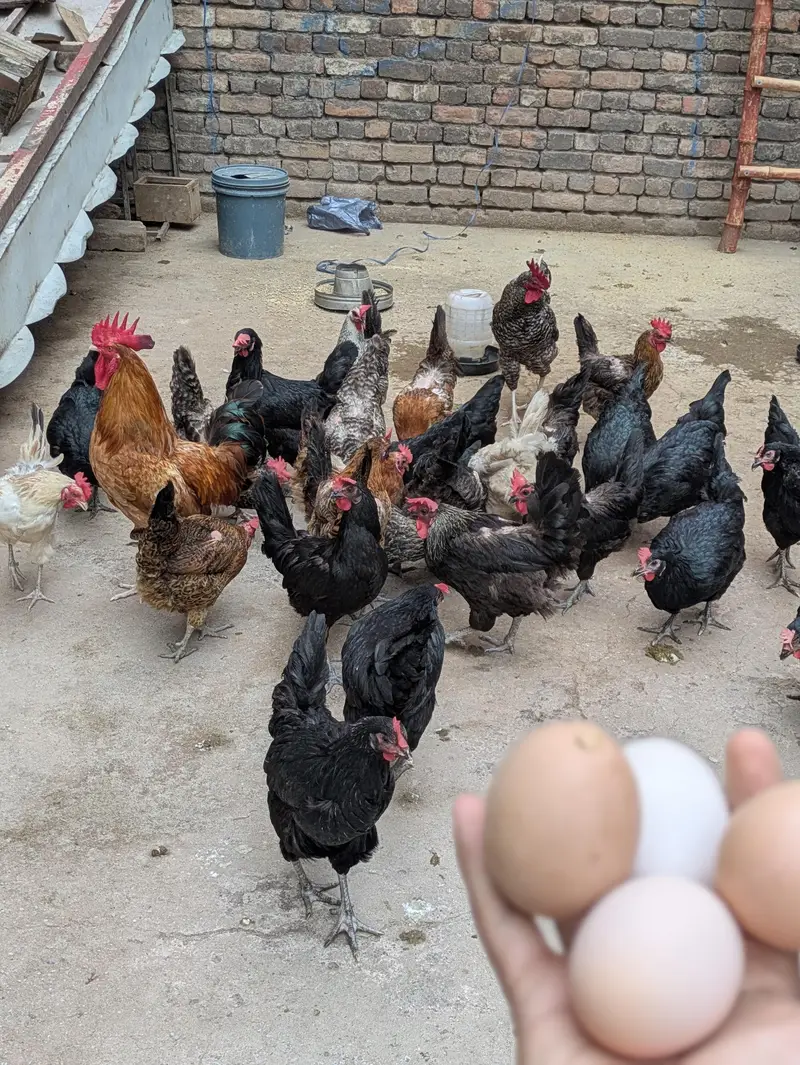 Desi Eggs (03444608899) — photo 5