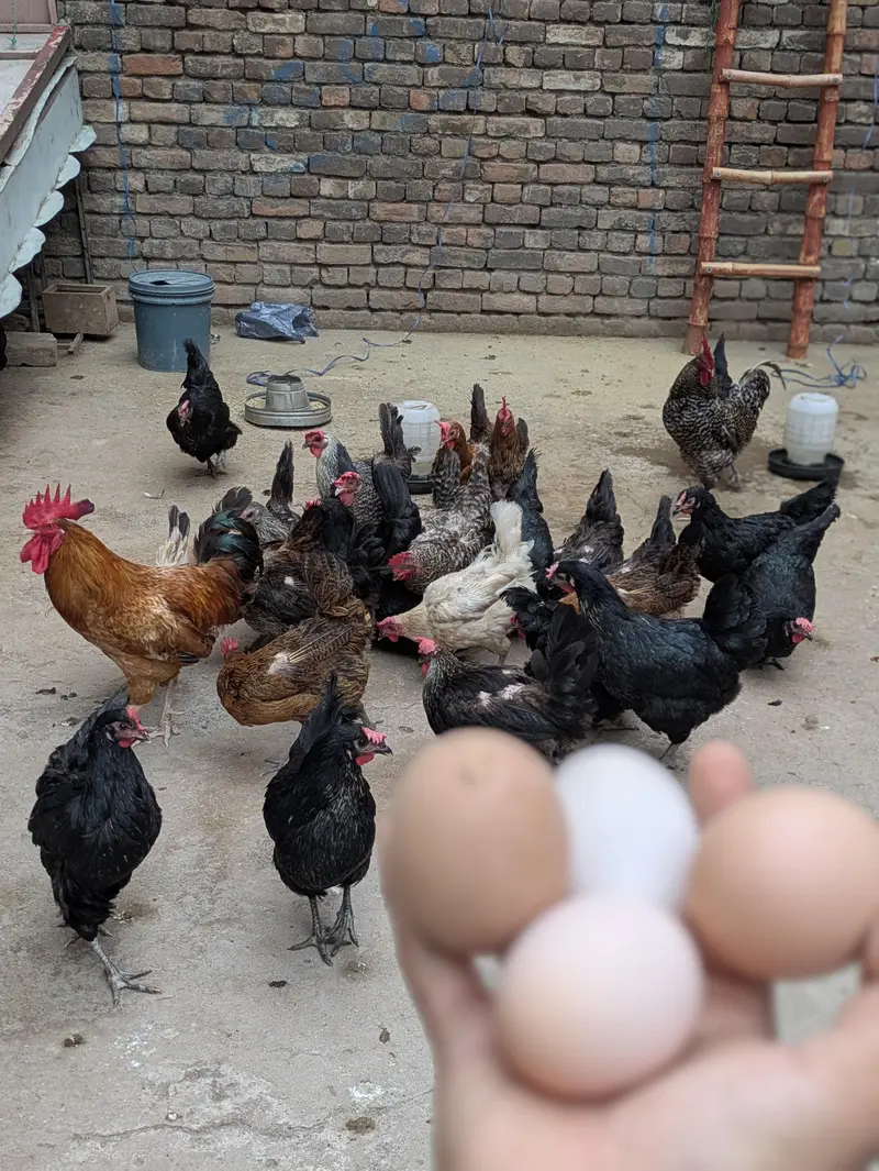 Desi Eggs (03444608899) — photo 6