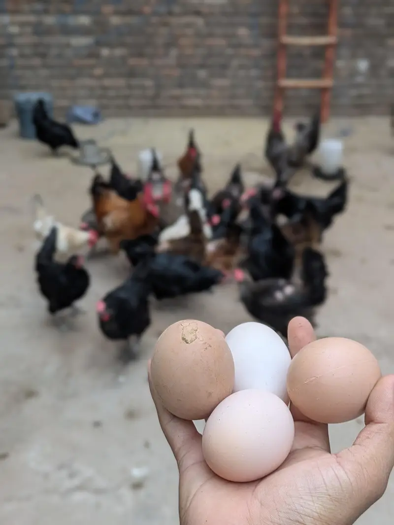 Desi Eggs (03444608899) — photo 7