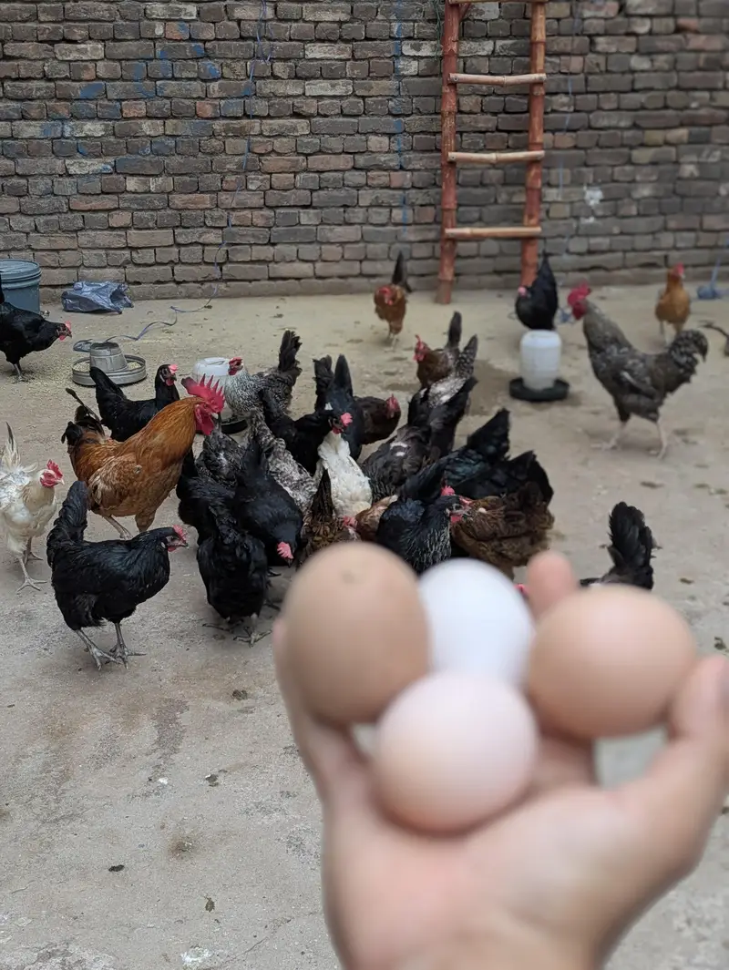 Desi Eggs (03444608899) — photo 8