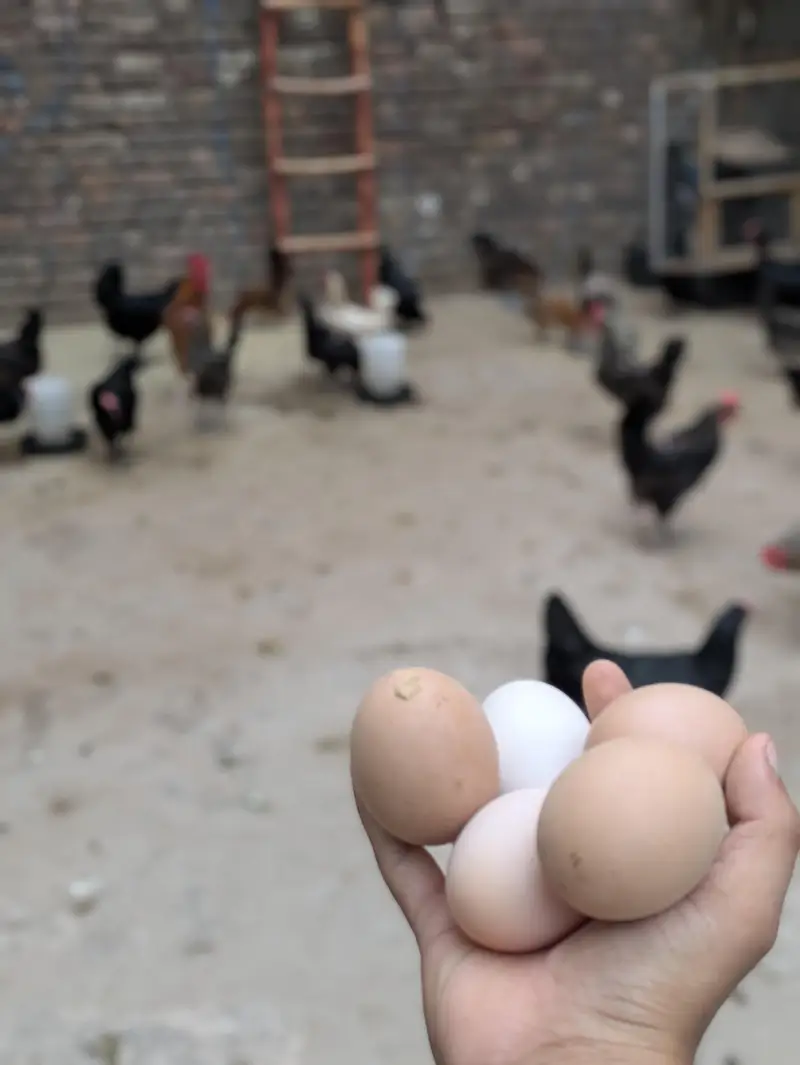 Desi Eggs (03444608899) — photo 10