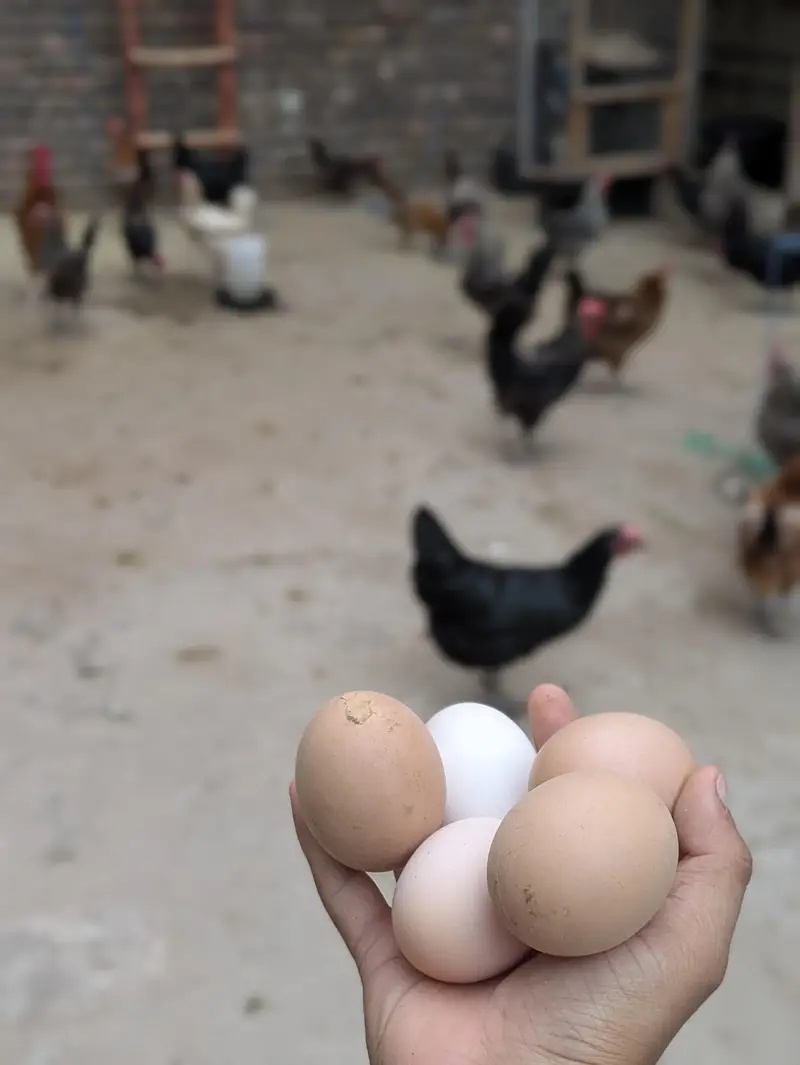 Desi Eggs (03444608899) — photo 11