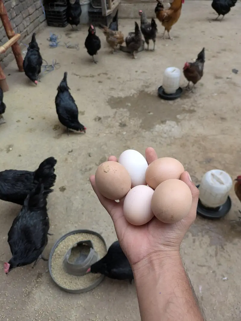 Desi Eggs (03444608899) — photo 12