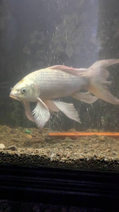 Butterfly koi