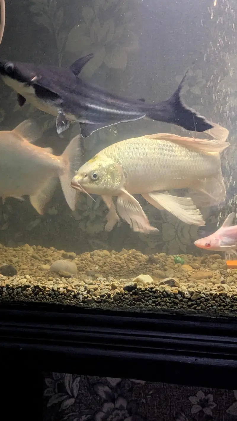 Butterfly koi — photo 2