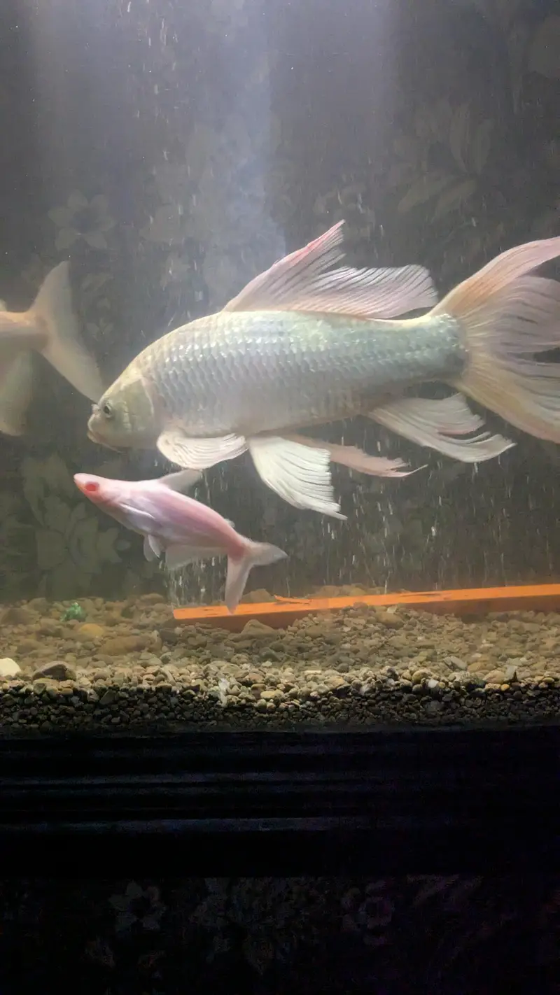 Butterfly koi — photo 3
