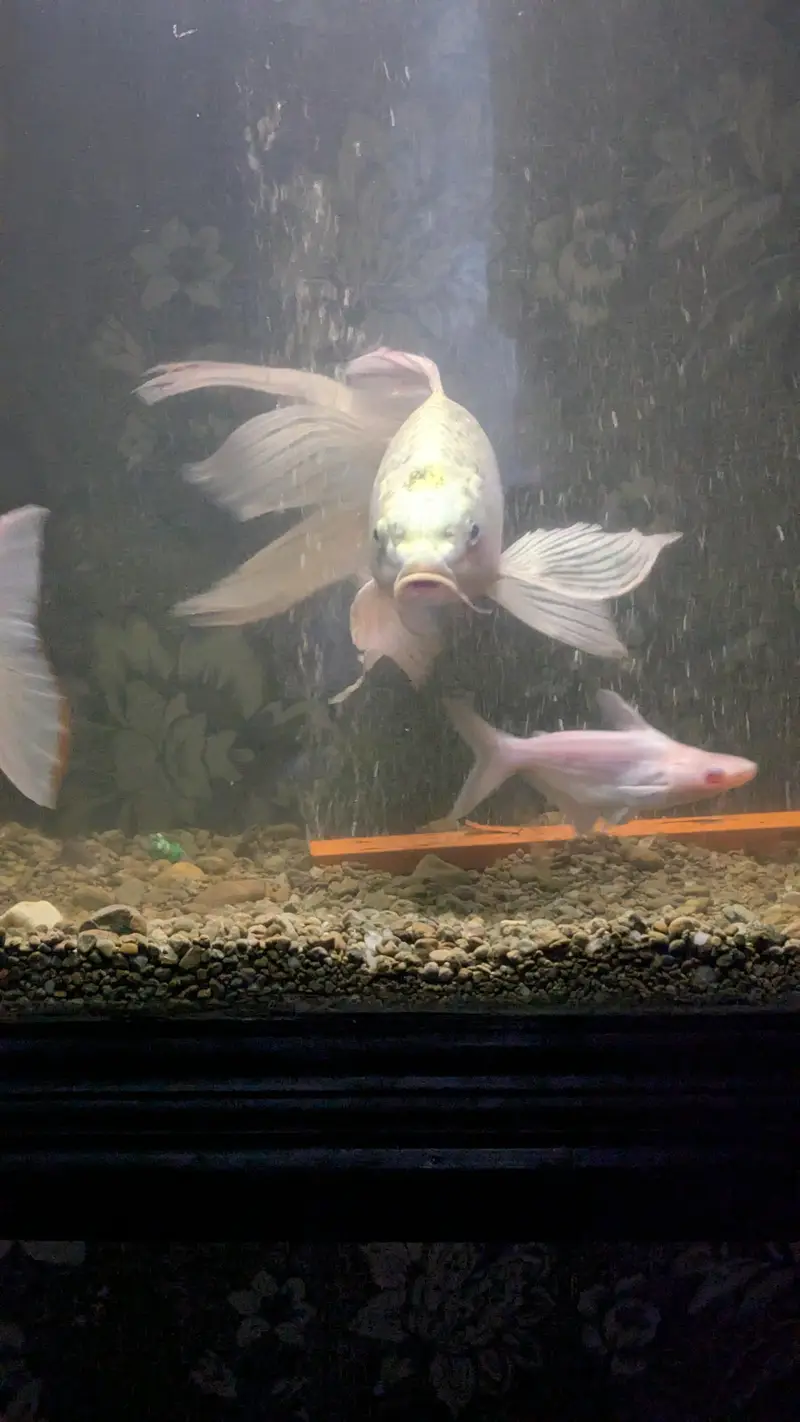 Butterfly koi — photo 4