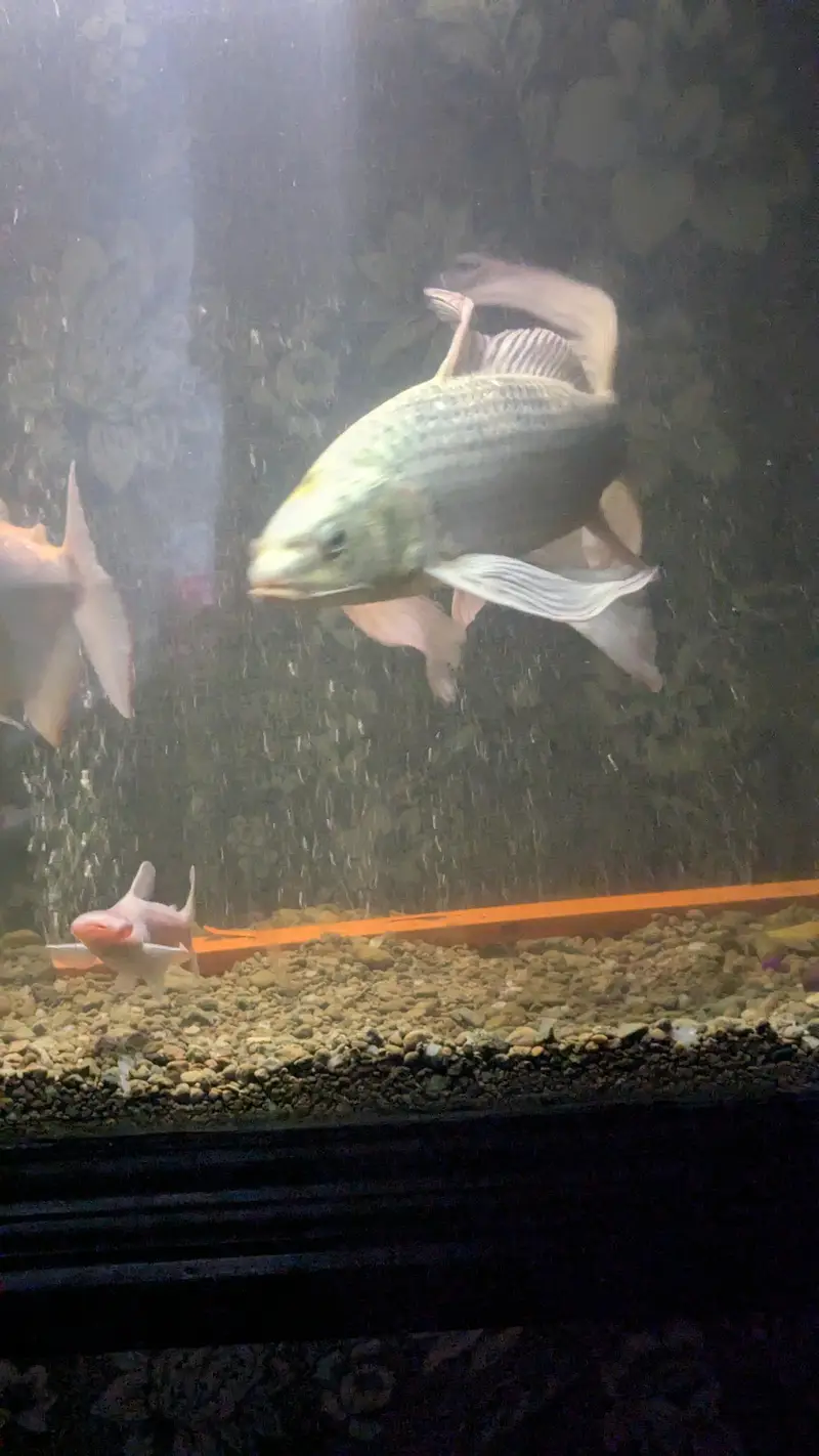 Butterfly koi — photo 5