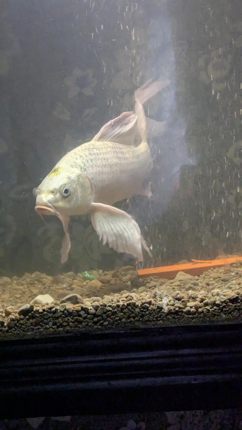 Butterfly koi — photo 6