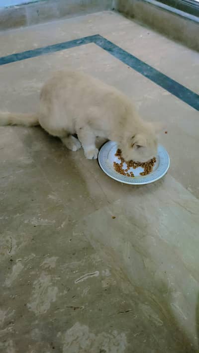 Persian cat male