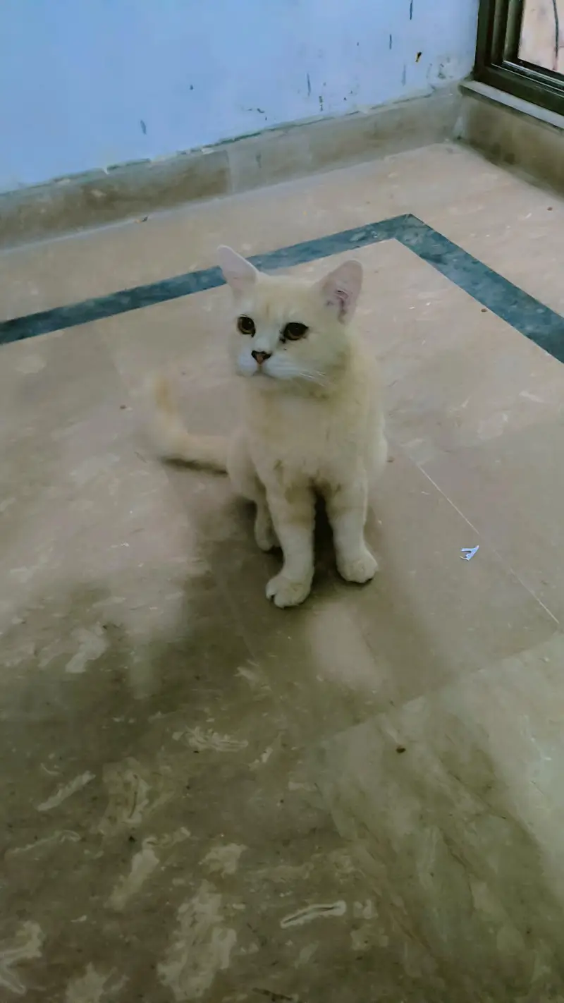 Persian cat male — photo 2