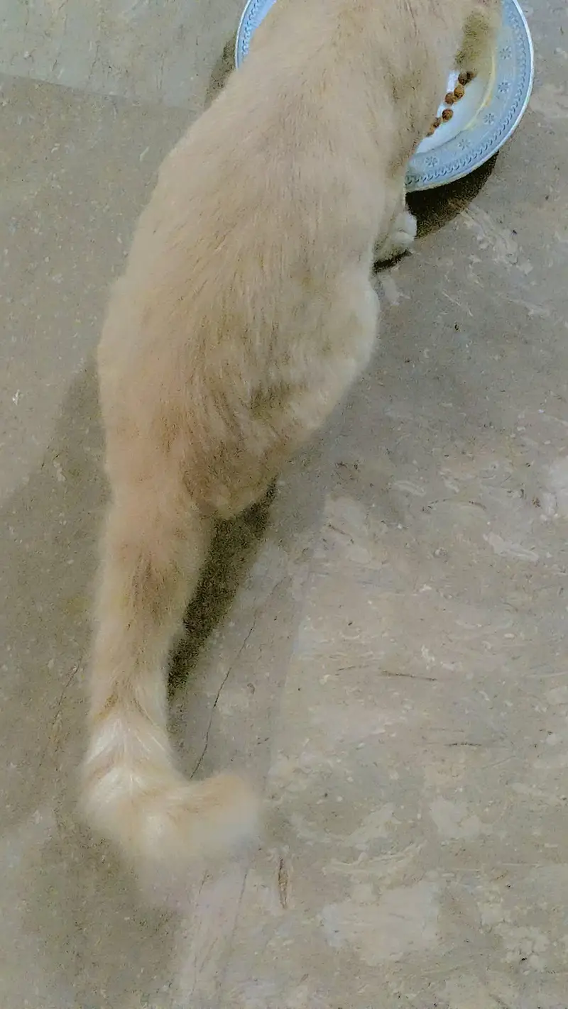 Persian cat male — photo 3