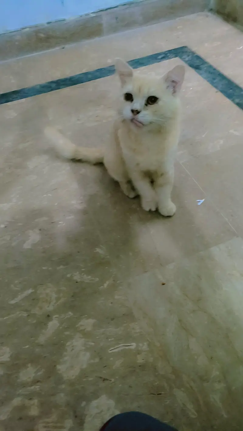 Persian cat male — photo 4