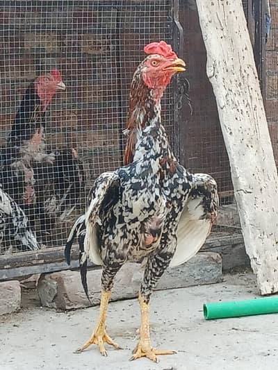 Aseel chicks, murgi or murga for Sale