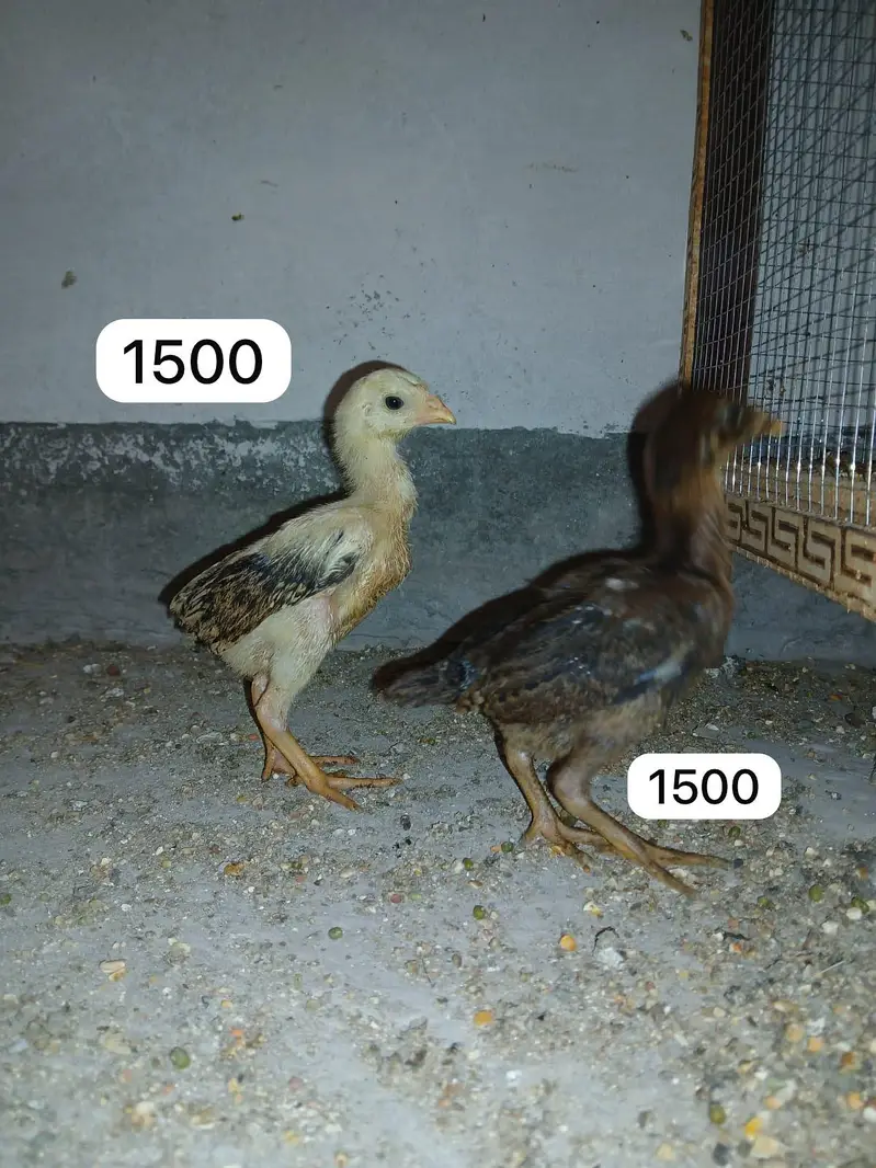 Aseel chicks, murgi or murga for Sale — photo 2