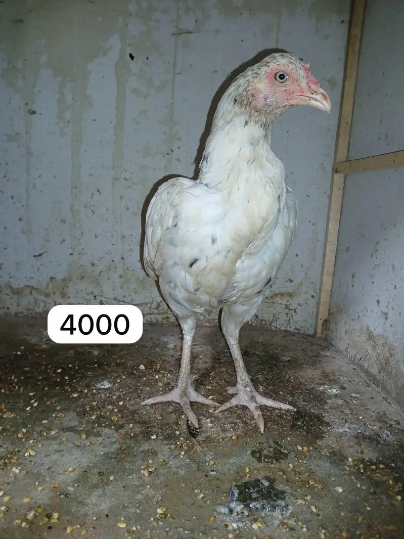Aseel chicks, murgi or murga for Sale — photo 3